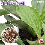 オオバコの種(1袋) うさぎ 小動物 鳥 おやつ 家庭菜園 種子 国産