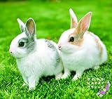����₩HAPPY�N���V�b�N