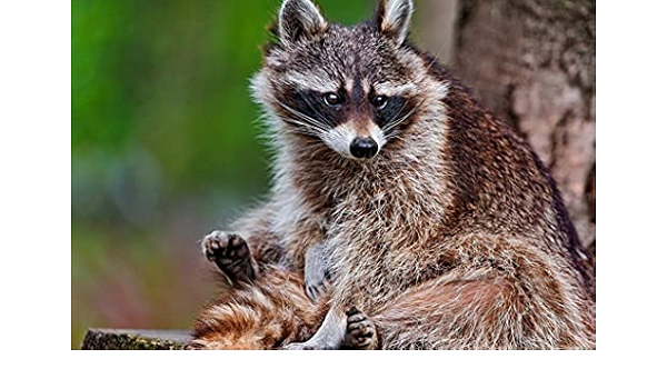 Amazon Co Jp 特大 ポスター アライグマ動物の木ストライプ 壁紙ウォールステッカーポスター 594x4mm ホーム キッチン