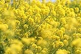 【種子】菜の花（アブラナ、、なたね）　５リットル入