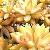 ベストセラーのホームガーデンミニプラント30種レアセンピルビウムミックスジューシーな種子ルーム盆栽鉢植えの場合花が*ギフト