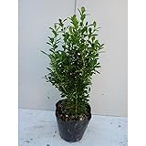 【20本セット】 クサツゲ 樹高0.2m前後 12cmポット くさつげ 低い生垣に 苗木 植木 苗 庭木 生け垣