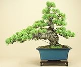 いよじ園 【】 五葉松 宮島（中品盆栽）（松柏盆栽）いよじ園【父の日ギフト】