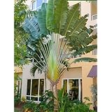 【種子】Ravenala Madagascariensis◆タビビトノキ◎旅人の木 ◆種子５粒 [並行輸入品]