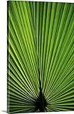 Brentブラックプレミアムシックラップキャンバス壁アート印刷題名ハワイ、オアフ島、バックライト付きファンPalm Leaf 32" x 48" 1404925_24_32x48_none