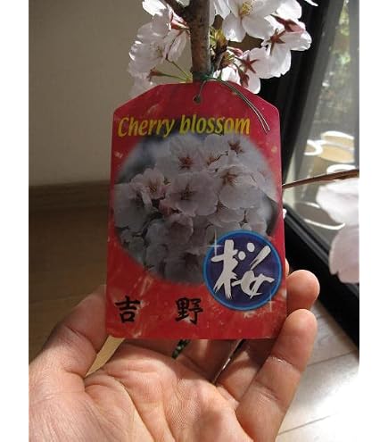 Amazon.co.jp: Sakura Sapling, Yoshino Yomei (Someyoshino) 1st