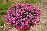 花の大和 9cmポット苗 四季咲き芳香なでしこ かほり 3株 [2月中旬頃よりお届け開始]