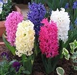 ヒアシンス球根　テープ巻混合　　５球入