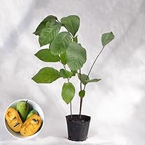 幻のポポー実生苗木 2点セット５年生と２年生 幻のポポー実生苗木 2点セット5年生と2年生 - メルカリ