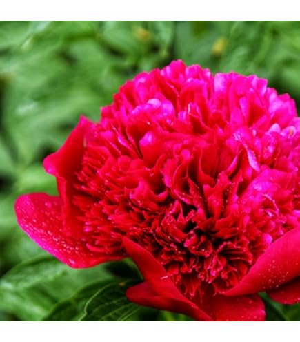 Amazon.co.jp: 花 苗 芍薬 18cmポット 桃花種 花苗 大株