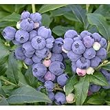 ハイブリッドブルーベリー：ブルーマフィン[二季成り]5号ポット[苗木]