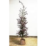 [送料無料] 自信の自家生産 紅花トキワマンサク 約120cm シンボルツリー 生垣 目隠し にオススメです！ 植木 庭木 苗木