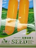 【野菜種】大型イエロー人参 珍しい品種