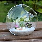 Kicode テラリウム水耕コンテナ 15センチメートル ホームテーブル結婚式の庭の装飾 ガラスの花瓶ハンギングボトル クリアラウンド