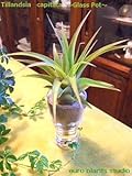 エアープランツチランジア・カピタータ / デザイングラスポット / AirPlants Tillandsia・Capitata / Design Glass pot / インテリアグリーン / ミニ観