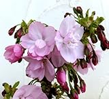 桜[サクラ・サトザクラ系]：旭山（アサヒヤマ）3.5号ポット[極わい性の八重咲種・鉢植え・盆栽向き] ノーブランド品