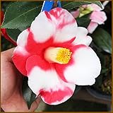 椿（ツバキ）の苗木　月の輪