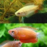 Amazon 熱帯魚 サンセット ドワーフグラミー １ペア 北海道航空便要保温 Charm チャーム 水槽 アクアリウム 通販