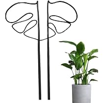 モンステラ 鉢植え 支柱付き Amazon | GLOWZEN モンステラ 支柱 園芸支柱 観葉植物 植物サポート 花