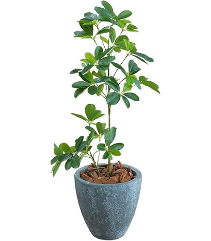 Amazon｜光触媒 人工観葉植物 光の楽園 カポック斑入り1.2m 371A150