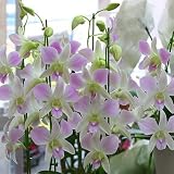 蘭の花 デンファレ 陶器鉢植え 5本立て 淡いピンク色　誕生日、お祝い 花ギフトにおすすめ