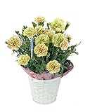 【産地直送】母の日 カーネーション・ニュアンスカラーグリーン系 5号鉢バスケット・水分計つき