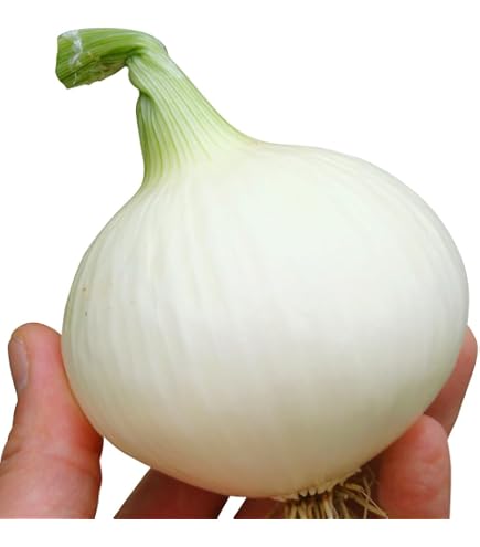 Amazon.co.jp: 玉ねぎ苗（早生）F1とくちゃん 1000本 / 国華園 25年秋