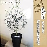 やまた園 7号オリーブ ＋ IKEA KOKBANAN