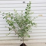 庭木：シルバープリペット（斑入りプリペット） H：約50-60cm