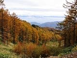 【1年間枯れ保証】【山林苗木】カラマツ　1.0m　4本セット