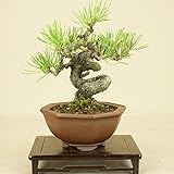 いよじ園　赤松 小品盆栽 【松柏盆栽】