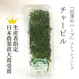 チャービル フレッシュハーブ 生 20g 生産者指定 田澤のハーブ 築地直送 日本農業賞大賞受賞！【チャービル】食用ハーブ