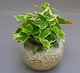 ハイドロカルチャー観葉植物(サンゴ砂)2鉢セット バブ10 見た目が大変キレイで清涼感のあるデザインです。サンゴ砂は、雑菌等の抑制、水の濾過効果があり水質が清潔な状態で保たれます。お部屋のインテリアや