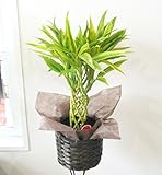 【各種御祝いに】 観葉植物/ 開運竹 ミリオンバンブー6号 (鉢カバー付き)