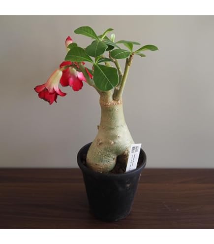 Amazon.co.jp: g90 アデニウム ドワーフ 塊根植物 タコ足