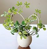 山久 ラブリーハートのプチグリーン シュガーバイン 0803-4950 【CT触媒加工】【人工観葉植物】【造花】