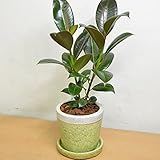 [エルフルール]観葉植物 4号鉢 フィカスメラニー陶器鉢入