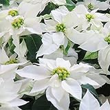 プリンセチア ホワイト2.5号ポット 2個セット[サントリーのポインセチア・かわいいミニタイプ！] ノーブランド品