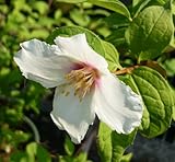 梅花空木 バイカウツギ 苗 1ポット