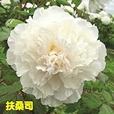 2～3年育成の充実株 牡丹 カラフルコレクション 庭を明るくするお勧めをご紹介6号鉢(直径18cm) 2～3年物【扶桑司】