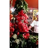 最高級！宮崎産ほうずき　浅草ほおずき市御用達最高の品質を期間限定でお届けいたします。