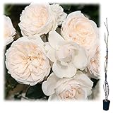 つるバラ：サマー メモリーズ大苗長尺6号ポット[樹高約1.2m][ローマ国際コンクール金賞]