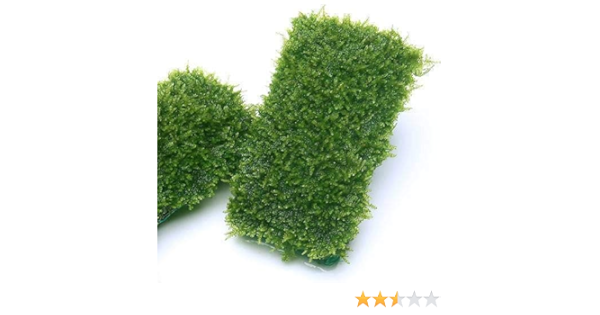 Amazon 水草 南米ウィローモスマット 無農薬 １個 北海道航空便要保温 Charm チャーム 生体水草 通販