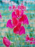 【PLANT】Heirloom Sweet Pea Prince Edward of York エアルーム・スイート・ピー・プリンス・エドワード・オブ・ヨーク（1苗）