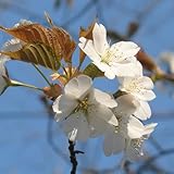 桜 苗木 山桜（ヤマザクラ） 12cmポット苗 さくら苗