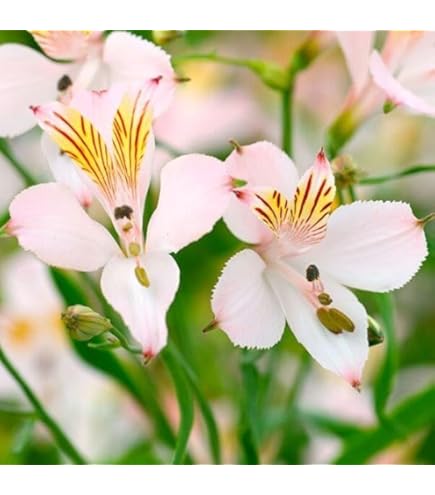 アルストメリア アルストロメリア苗 flower-net_z240405002