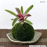 (こけだま)ミニ苔玉(ホソバオキナゴケ)ネオレゲリア ファイヤーボール(斑入り)(1個) ブロメリア 本州・四国限定[生体]
