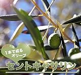 ハーブの苗 オリーブの木 1本でなる セントキャサリン 3年生大苗 庭木