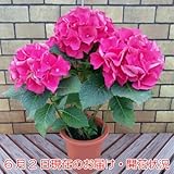 あじさい祭り5号鉢 レッドビューティー ＊・大きさの関係でアジサイ以外の他品との同梱不可 ＊関東甲信越地域以外は出荷地からの関係で別途送料が発生します