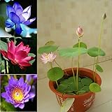 美しいアクアティックミニロータスの花10シードの混合色